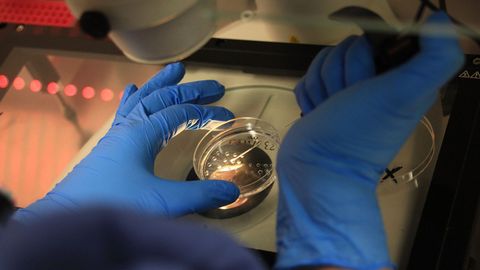 Una embrióloga manipula muestras para un tratamiento de fertilidad