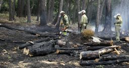 Adem�s de retirar la madera quemada por el incendio, los t�cnicos proteger�n la vegetaci�n de los vientos y los temporales. 