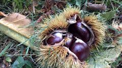 Las castaas abundan en muchas comarcas de Lugo, en las que el castao es una especie habitual