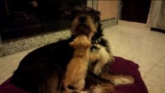 Una perra amamanta y cuida a una gatita que estaba abandonada en Ribadeo