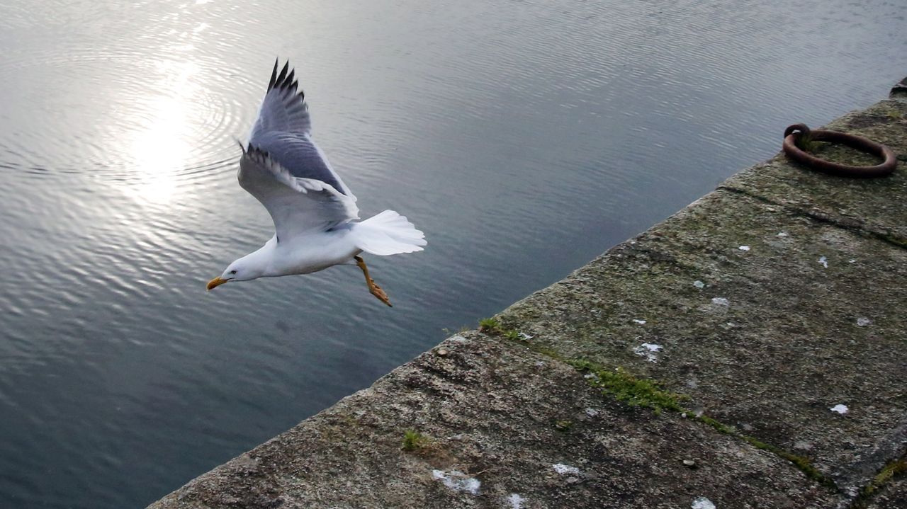 Detectada en Sanxenxo otra gaviota patiamarilla con gripe aviar