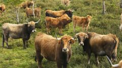 La PAC promueve la recuperaci�n de razas aut�ctonas como las vacas vienesas que en la imagen se ven pastando en un prado de la Costa da Morte