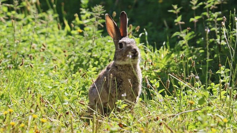 El conejo es una especie de gran inter�s cineg�tico en la provincia de Pontevedra