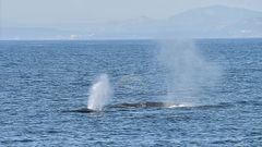 Una ballena se da un fest�n de kril entre Muros y Corrubedo