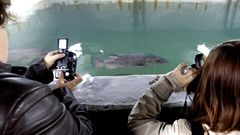 Un ejemplar de mero en las instalaciones del Instituto Espa�ol de Oceanograf�a en Vigo