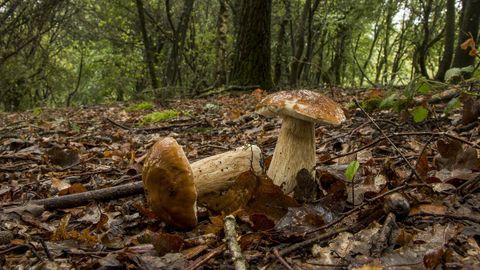 Setas comestibles de la especie Boletus edulis en un bosque de O Incio