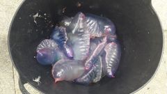 Algunos de los ejemplares recogidos en Malpica