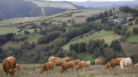 Ganado para carne de la cooperativa A Carqueixa, en Os Ancares