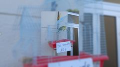 Periquito que se vend�a de forma ilegal en Lugo