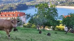 Los jabal�es hozan en un prado, sin importarles la presencia de las vacas y ni siquiera del due�o de estos animales