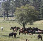 Los aloitadores reunieron a los caballos en el monte. 