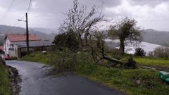 �rbol derribado por los camiones de maderistas en la parroquia de Souto.