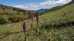 Imagen de unas orchis mascula en el alto da pedra