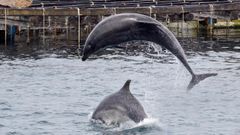 O golfi�o Broncano surcando as augas da r�a de Arousa