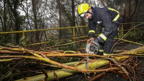 Trabajadores del GES retiran un �rbol en la carretera a Balar�s