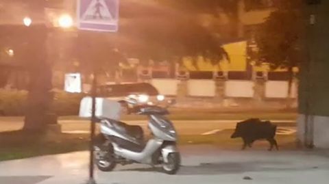 Un jabal� en la calle P�rez de la Sala, en Oviedo