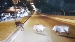 Lugo pide a la Xunta que cense a los jabal�es que llegan a la ciudad