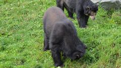 Dos ejemplares de oso andino