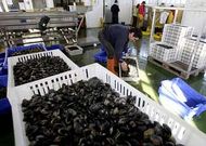 En la imagen, parte de la almeja que lleg� ayer a Curuxeiras para su depuraci�n.