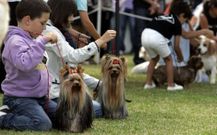 El concurso nacional canino de A Toxa se ha convertido en un cl�sico de O Grove. 