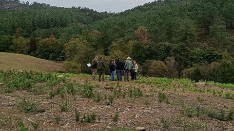 En el bosque laboratorio de Ponteareas se estudiar� la forma de combatir el nematodo que afecta al pino