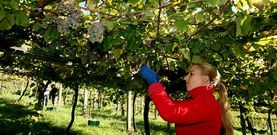 Los primeros c�lculos apuntan a que la vendimia de este a�o ser� muy inferior en cantidad a la de ejercicios precedentes. 