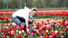 Una trabajadora protegida por una mascarilla recoge tulipanes en una plantacin de Arese, cerca de Miln