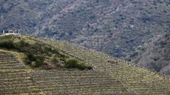 Vi�edos en bancales en Doade, en la otra margen del Sil quedaron abandonados