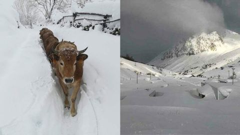 Vacas en Pel�gano, Aller / Camping de la Raya