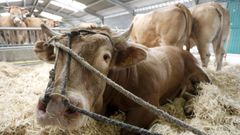 La carne de vacuno gallego tiene una calidad que ensalz la conselleira