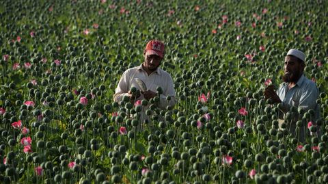 Granjeros afganos cosechan savia de opio en un campo de amapolas.