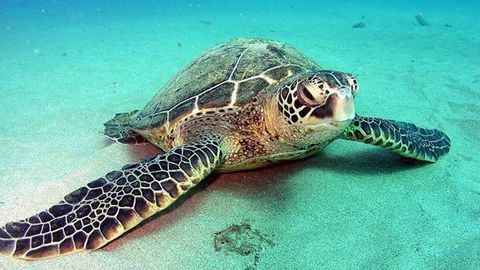 Tortuga marina verde. UN ejemplar de esta especie, t�pica de los mares del Caribe, apareci� muerto en la playa de Ser�ns.