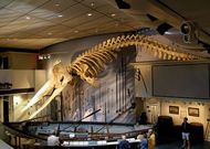 Esqueleto de un cachalote colgado en el museo ballenero de Nantucket (Massachusetts).