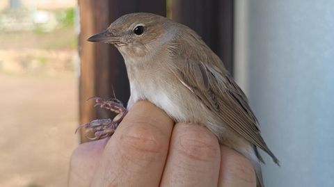 Curruca mosquitera capturada este año en Ons con una anilla de Bélgica