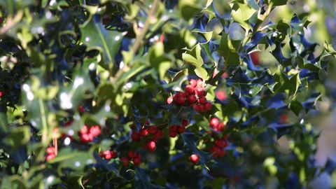 Detalle dun acivro, co seu froito.