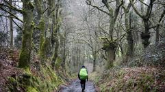 Gran parte del Camino de Santiago transcurre por Galicia entre bosques aut�ctonos, como este tramo de A Uceira