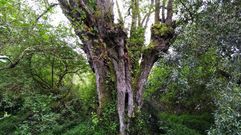 El aliso del Loira es el ejemplar de esta especie con el trono ms ancho de los que se conocen en Galicia