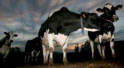 En apenas cinco meses, los ganaderos han pasado de cobrar el precio m�s alto de los �ltimos 6 meses a producir con p�rdidas. 