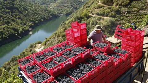 Un a�o normal... Las once hect�reas de vi�edo de R�goa tienen cupo para producir 90.000 kilos de uva tinta, aunque la producci�n real suele rondar los 50.000 kilos