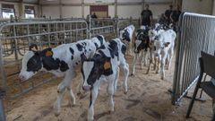 En Galicia, por�fortuna, todav�a no se ha detectado ning�n positivo por esta enfermedad