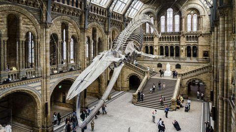 El Museo de Historia Natural de Londres, donde se conservan los restos