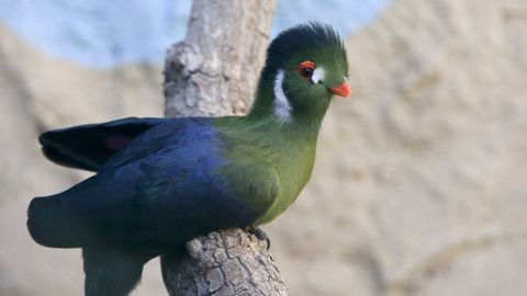 Turaco cariblanco que se puede ver en el centro.