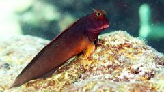Blenio de labios rojos, un pez que vive en arrecifes de coral donde se ha identificado el parsito en primera instancia