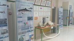 Paneles y huesos de cet�ceos en la exposici�n que est� teniendo lugar en el IES Illa de Ons