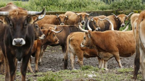 Medio Rural premiar� a los ganaderos que cr�an bovinos de razas aut�ctonas