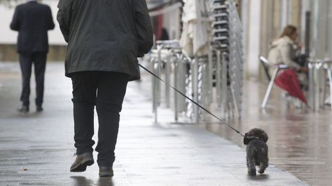Imagen de archivo de un perro tipo caniche de paseo