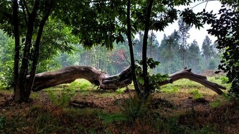 Aturuxo, un rincn de la finca en la que han desarrollado el proyecto