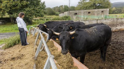 Parte de los animales adscritos a esta explotaci�n ganadera de Xoane, Carballo