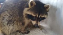 El mapache recogido en un portal de Gij�n