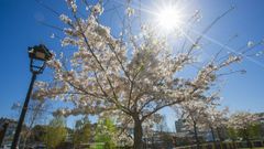 As� brota la primavera en la Costa da Morte: �coloridas im�genes!